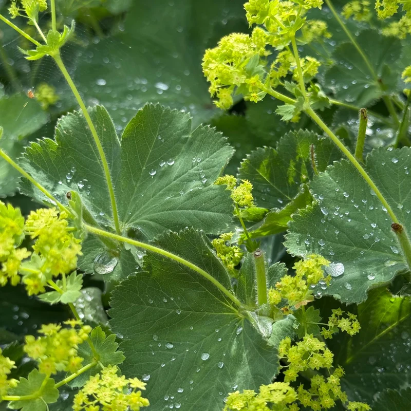Alchémille vulgaire tisane - Plante coupée vrac