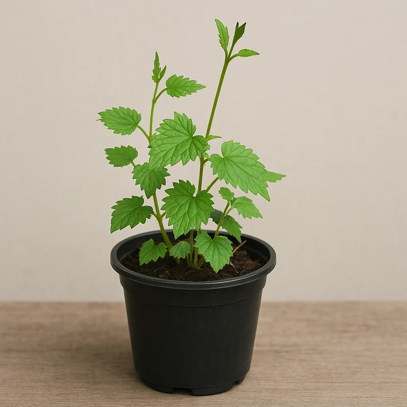 Plant de houblon Chinook en pot - NON DISPONIBLE POUR LA LIVRAISON