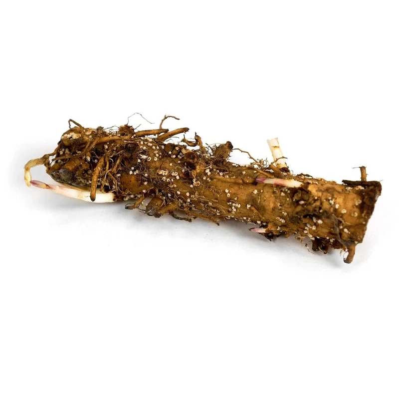 Rhizome de Houblon Magnum